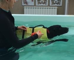 Doggy swimming classes and the benefits of aquatic therapy